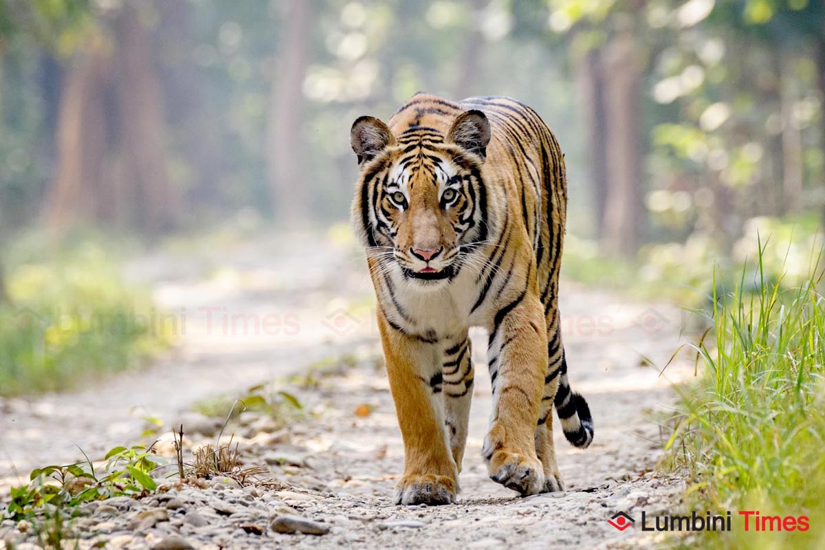 Tiger conservation encouraging, human- tiger conflict increasing